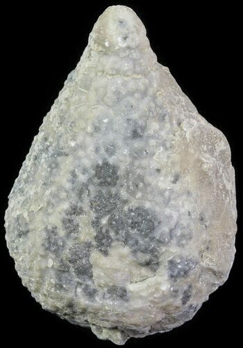 Cystoid (Holocystites) Fossil - Indiana #61956